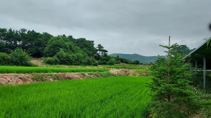 충청남도 서산시 음암면 도당리 산17 임야 경매 사진 5