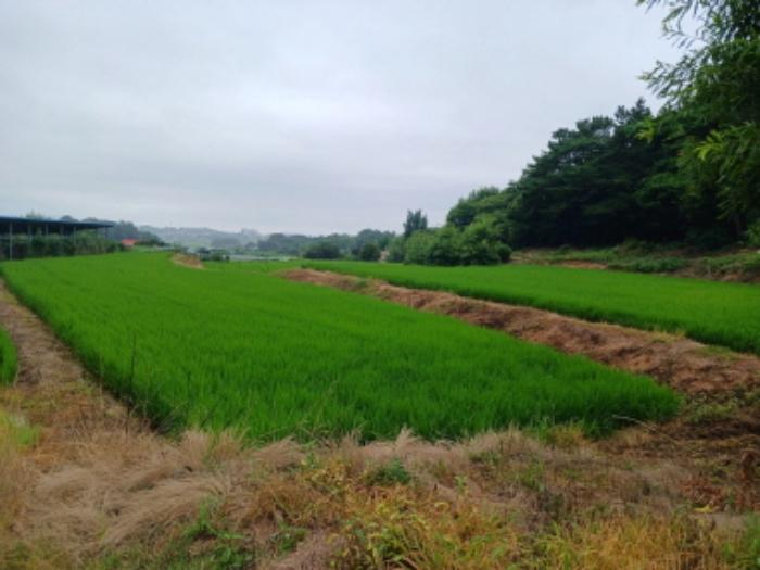 충청남도 서산시 음암면 도당리 산17 임야 경매 사진 9