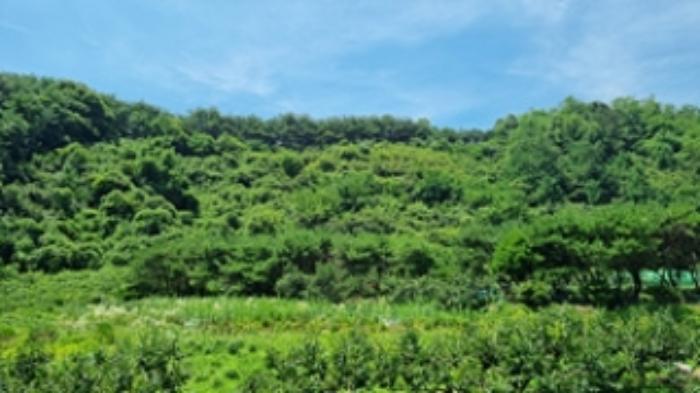 경상남도 창원시 의창구 북면 내곡리 산270 임야 경매 사진 7