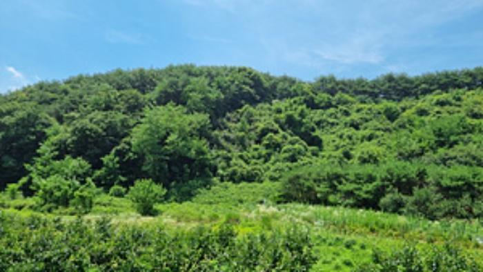 경상남도 창원시 의창구 북면 내곡리 산270 임야 경매 사진 8