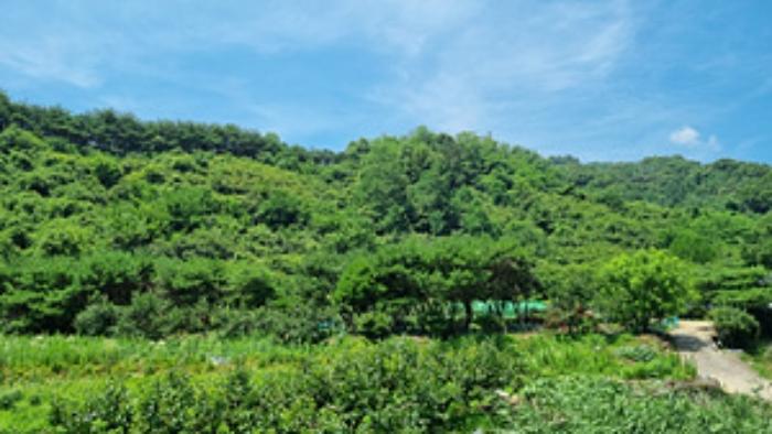 경상남도 창원시 의창구 북면 내곡리 산270 임야 경매 사진 9