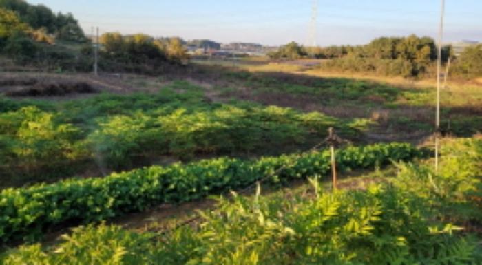전북특별자치도 익산시 월성동 산39 임야 경매 사진 23