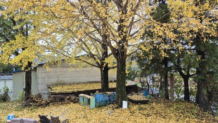 경상남도 고성군 구만면 효락리 687-4 대지 경매 사진 12