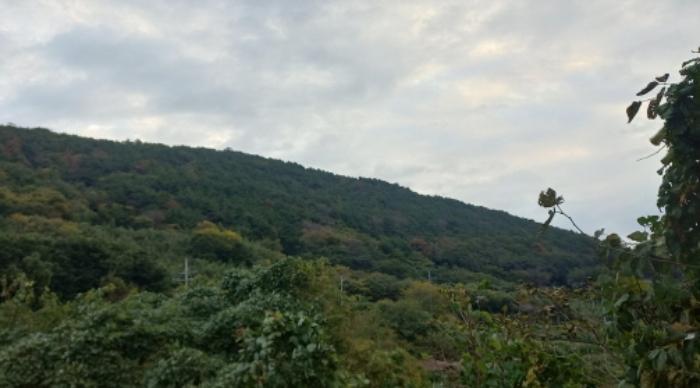 경상남도 통영시 욕지면 서산리 산1-45 임야 경매 사진 20