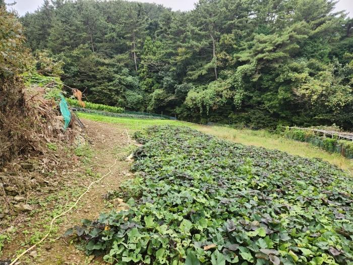 경상남도 통영시 도산면 오륜리 515 답 경매 사진 4