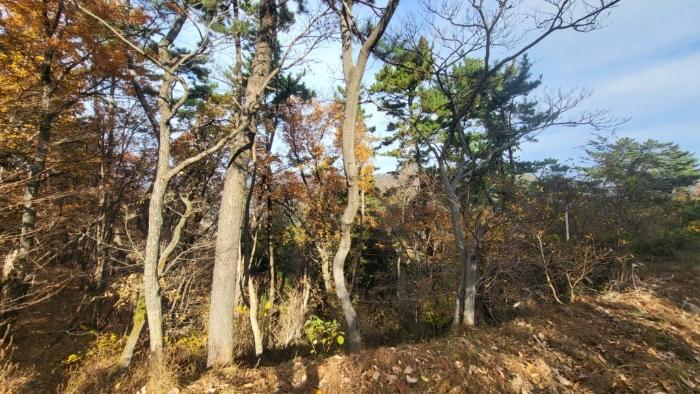 경상남도 거제시 연초면 죽토리 산83-1 임야 경매 사진 4
