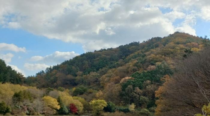 경상남도 거제시 연초면 죽토리 산83-1 임야 경매 사진 7