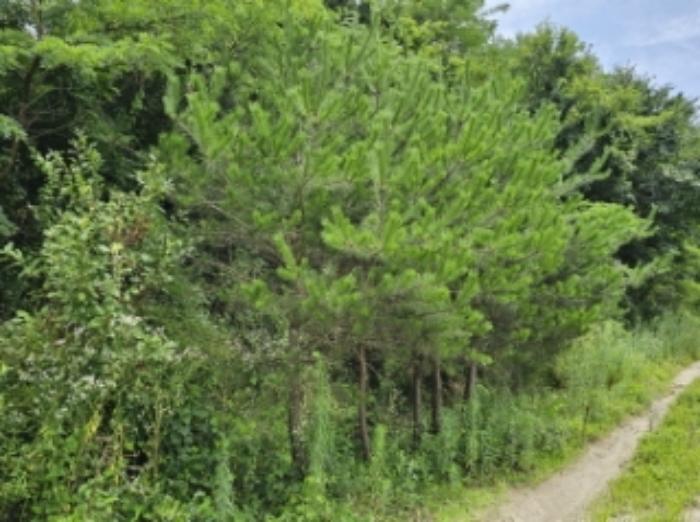 경상북도 영주시 휴천동 산69-2 임야 경매 사진 15