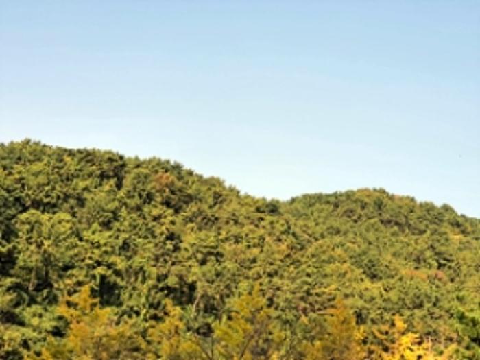 경상남도 창원시 진해구 청안동 산37 임야 경매 사진 8