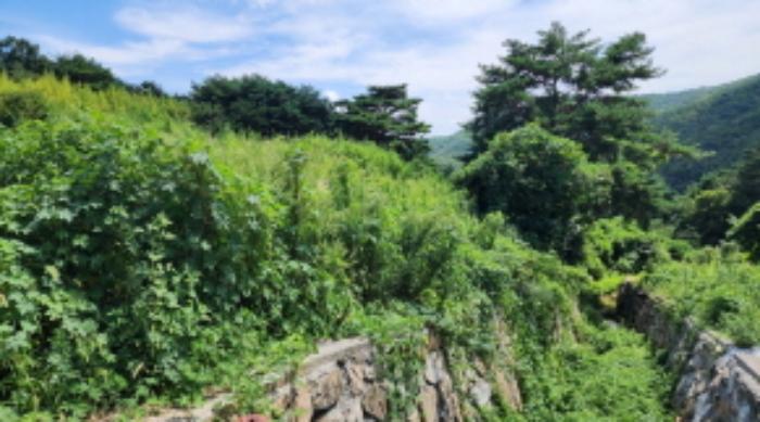 울산광역시 울주군 두서면 전읍리 1241 임야 경매 사진 11