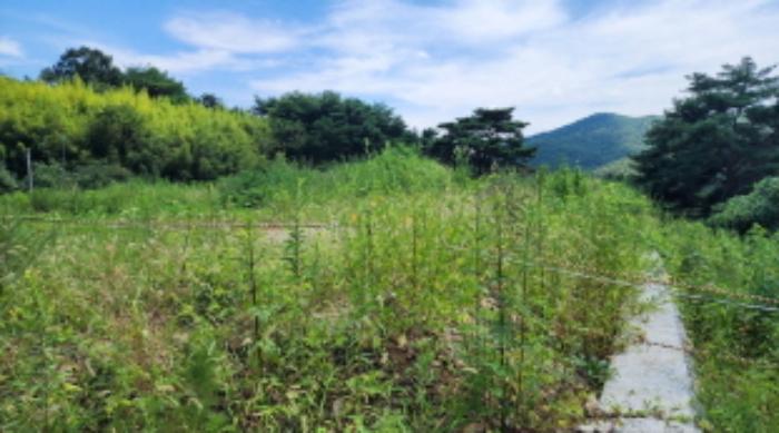 울산광역시 울주군 두서면 전읍리 1241 임야 경매 사진 12