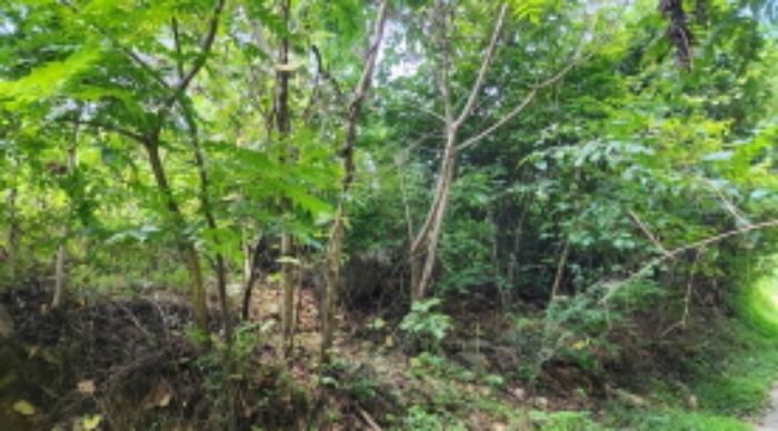 울산광역시 울주군 두서면 전읍리 1241 임야 경매 사진 13