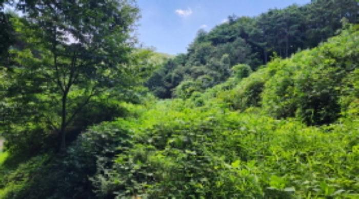 울산광역시 울주군 두서면 전읍리 1241 임야 경매 사진 16