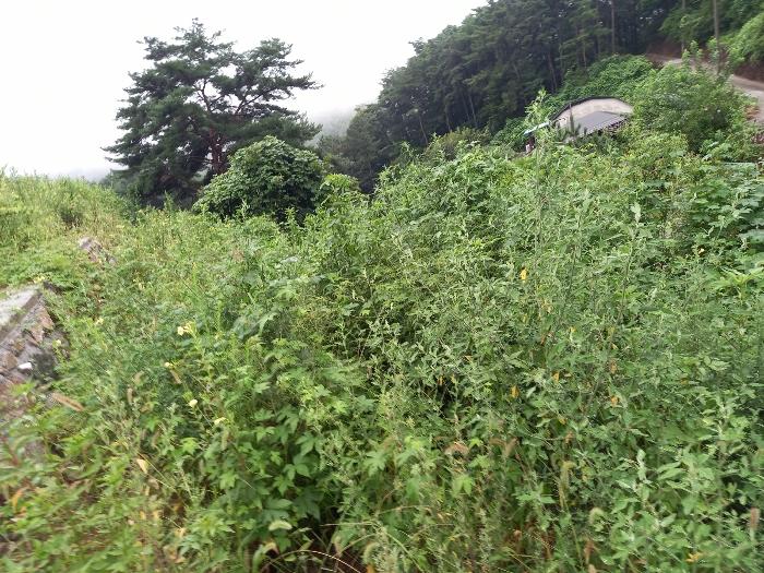 울산광역시 울주군 두서면 전읍리 1241 임야 경매 사진 2