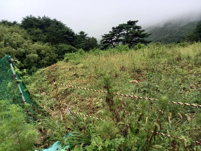 울산광역시 울주군 두서면 전읍리 1241 임야 경매 사진 3