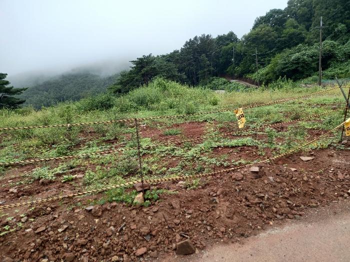 울산광역시 울주군 두서면 전읍리 1241 임야 경매 사진 4