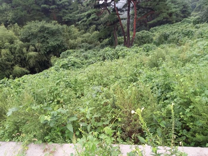 울산광역시 울주군 두서면 전읍리 1241 임야 경매 사진 6