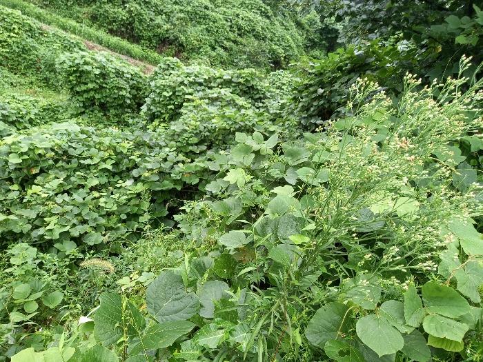 울산광역시 울주군 두서면 전읍리 1241 임야 경매 사진 7