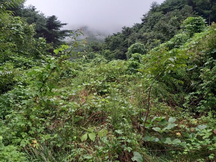울산광역시 울주군 두서면 전읍리 1241 임야 경매 사진 8