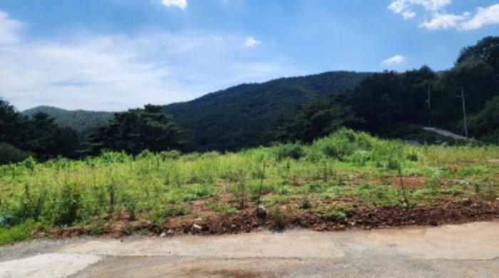 울산광역시 울주군 두서면 전읍리 1241 임야 경매 사진 9