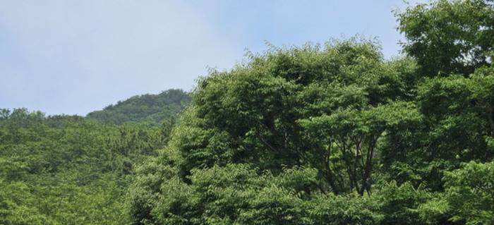 부산광역시 사상구 학장동 산158-1 임야 경매 사진 5
