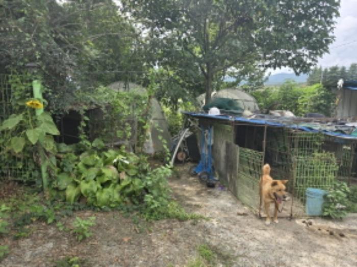 경상남도 거창군 남상면 대산리 1153 대지 경매 사진 11