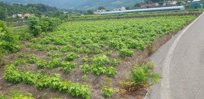 경상남도 하동군 악양면 중대리 509 답 경매 사진 10