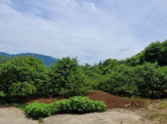 경상남도 하동군 악양면 중대리 509 답 경매 사진 12