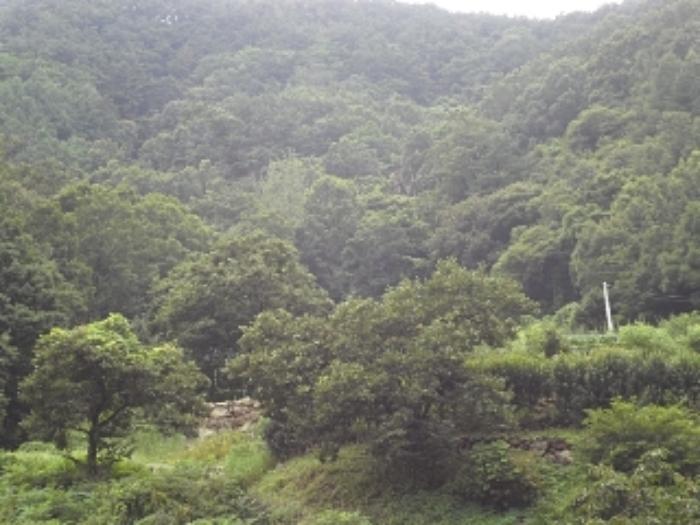 경상남도 밀양시 단장면 무릉리 1349 전 경매 사진 8