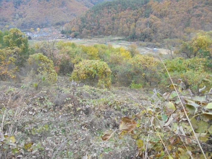 경상남도 밀양시 단장면 국전리 1159 전 경매 사진 3
