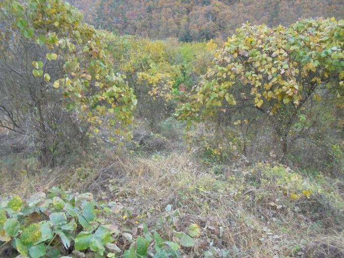 경상남도 밀양시 단장면 국전리 1159 전 경매 사진 4