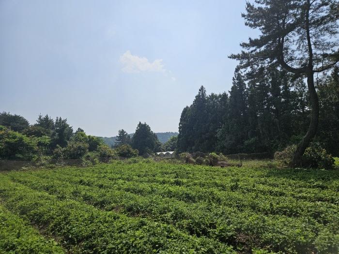 제주특별자치도 서귀포시 표선면 토산리 702 창고 경매 사진 4