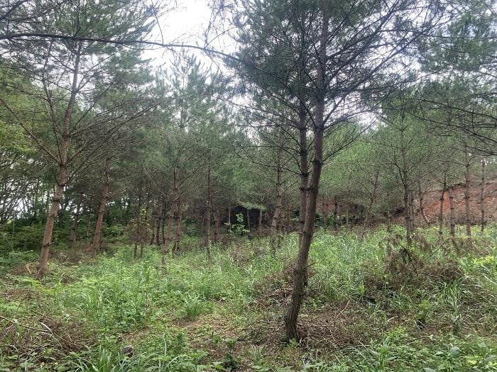 충청남도 태안군 태안읍 반곡리 708-11 전 경매 사진 10