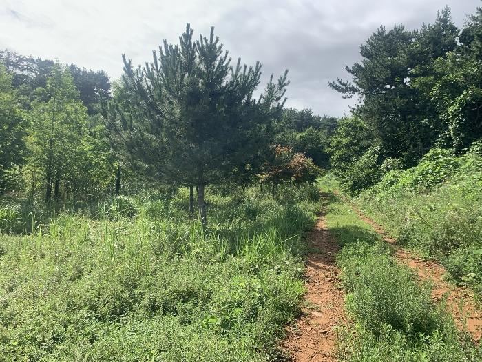 충청남도 태안군 태안읍 반곡리 708-11 전 경매 사진 14