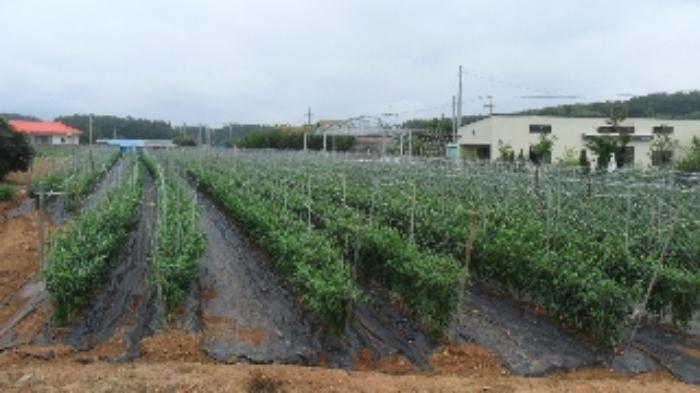 충청남도 태안군 태안읍 반곡리 708-11 전 경매 사진 40