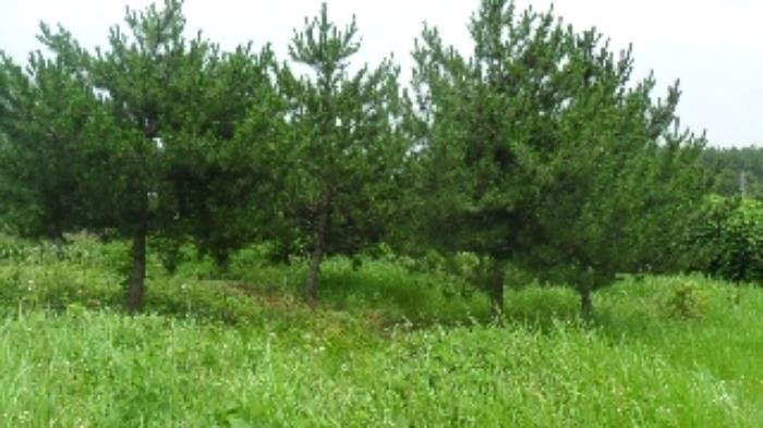 충청남도 태안군 태안읍 반곡리 708-11 전 경매 사진 43