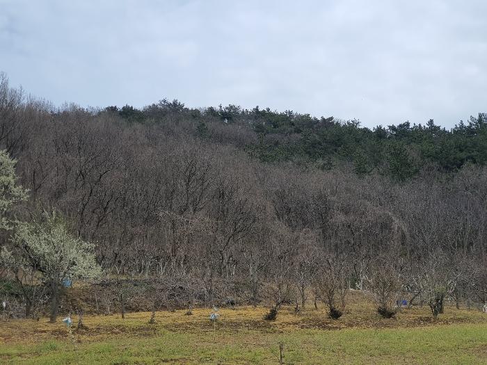 전라남도 영광군 홍농읍 성산리 산127 임야 경매 사진 6