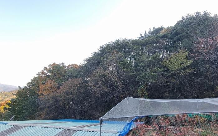 경상남도 산청군 단성면 방목리 950-1 임야 경매 사진 13