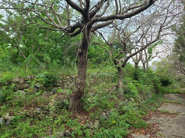 경상남도 거제시 거제면 옥산리 199 전 경매 사진 16