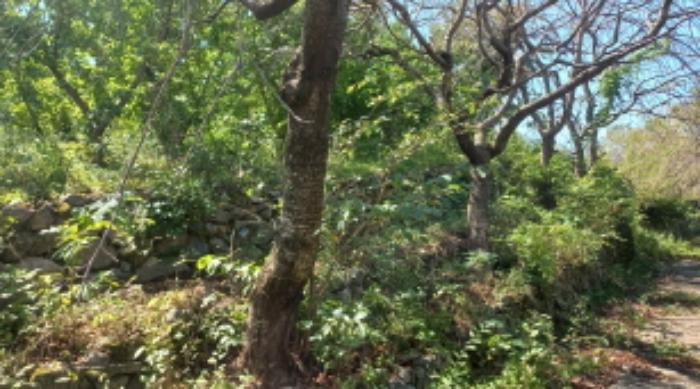 경상남도 거제시 거제면 옥산리 199 전 경매 사진 24