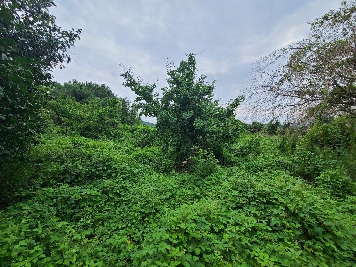 경상남도 거제시 거제면 옥산리 199 전 경매 사진 4