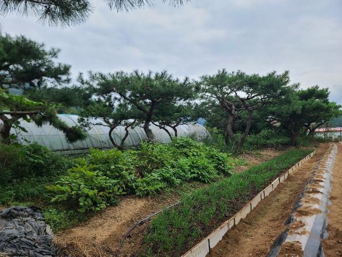 경상남도 거제시 거제면 옥산리 199 전 경매 사진 6