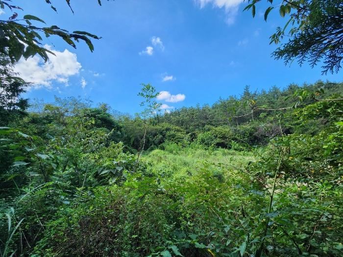 전라남도 장흥군 용산면 어산리 528 답 경매 사진 3
