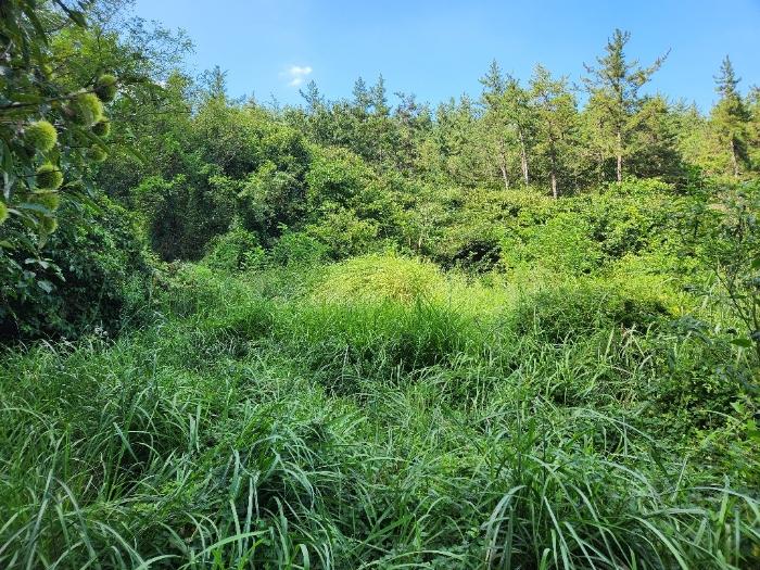 전라남도 장흥군 용산면 어산리 528 답 경매 사진 5
