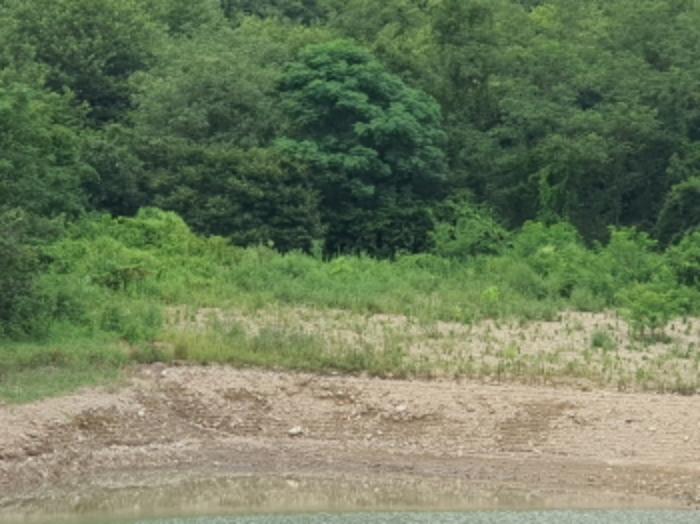 전라남도 장흥군 용산면 어산리 530 답 경매 사진 7