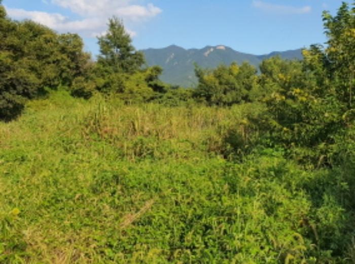 전라남도 강진군 병영면 중고리 491-24 임야 경매 사진 14