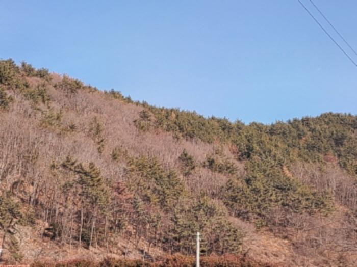 전라남도 여수시 돌산읍 금봉리 산56 임야 경매 사진 3