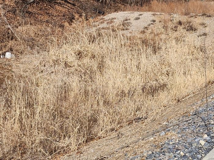 충청북도 제천시 봉양읍 장평리 653 답 경매 사진 19