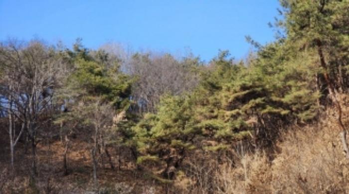 충청북도 제천시 봉양읍 장평리 653 답 경매 사진 44