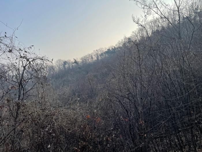 충청북도 청주시 서원구 남이면 수대리 산20 임야 경매 사진 2